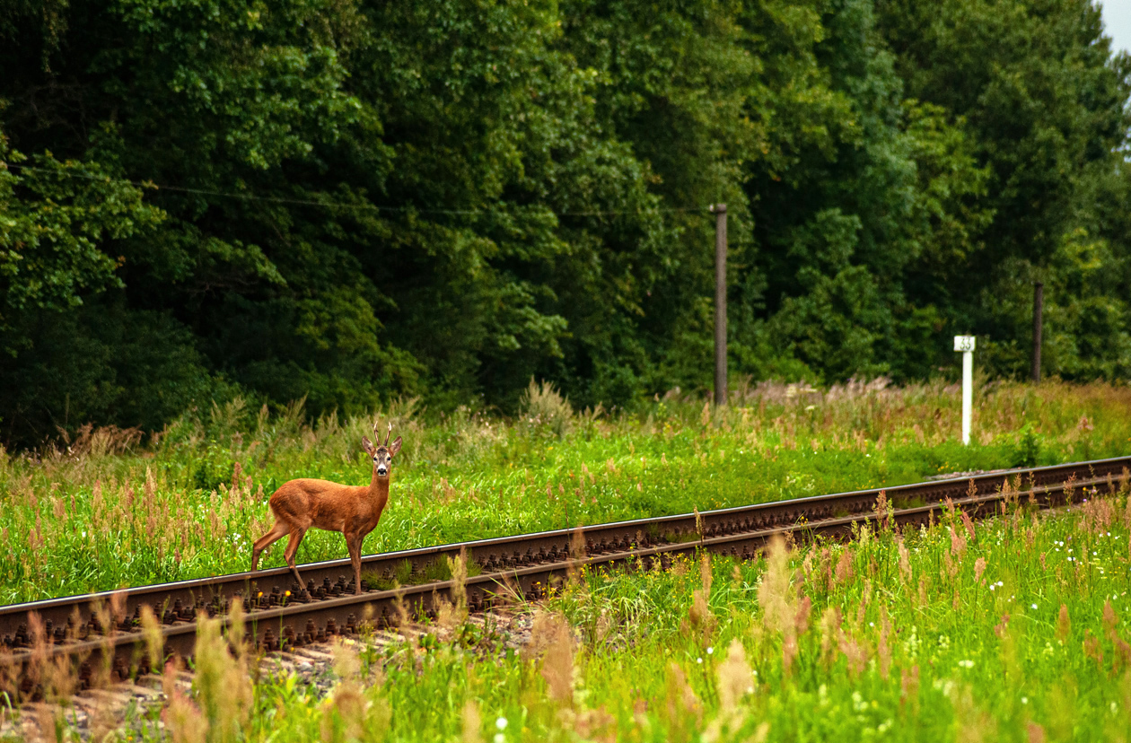 Люди и животные на ЖД