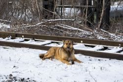 People and Animals on Railway