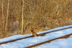 Жизнь железной дороги