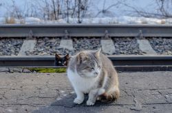 Жизнь железной дороги