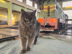Жизнь железной дороги