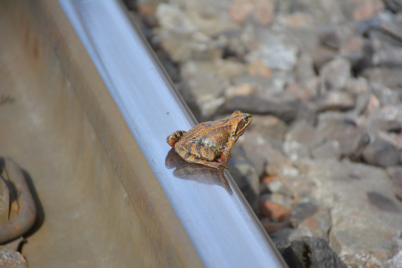 Railway Life