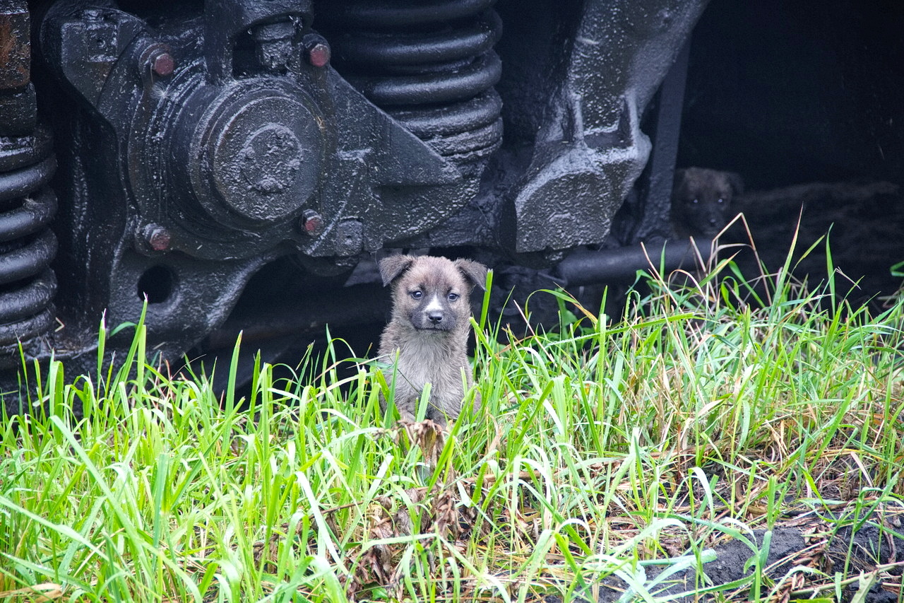 Railway Life