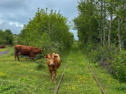Railway Life