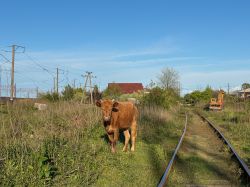 Railway Life