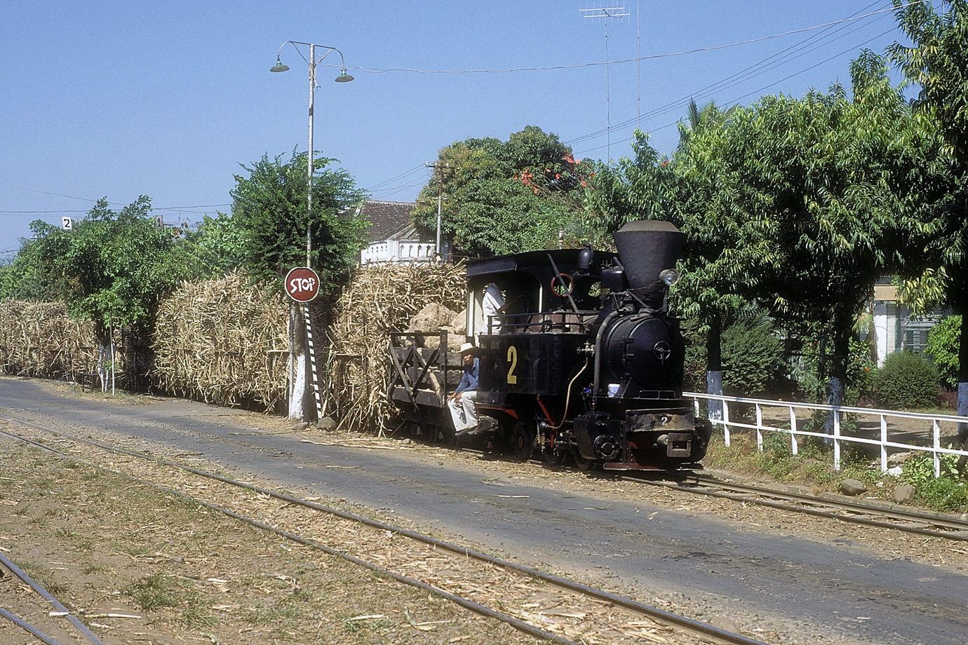 Pakis Baru 2