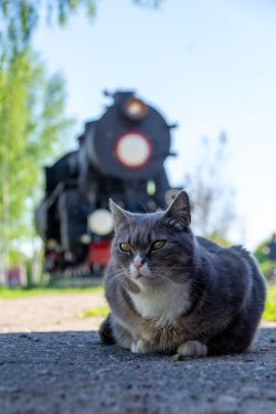 ТЭ-3643 (Kaliningrad railway); Railway Life