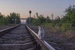 Жизнь железной дороги