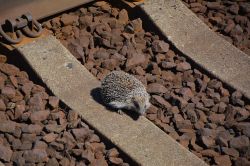 Railway Life