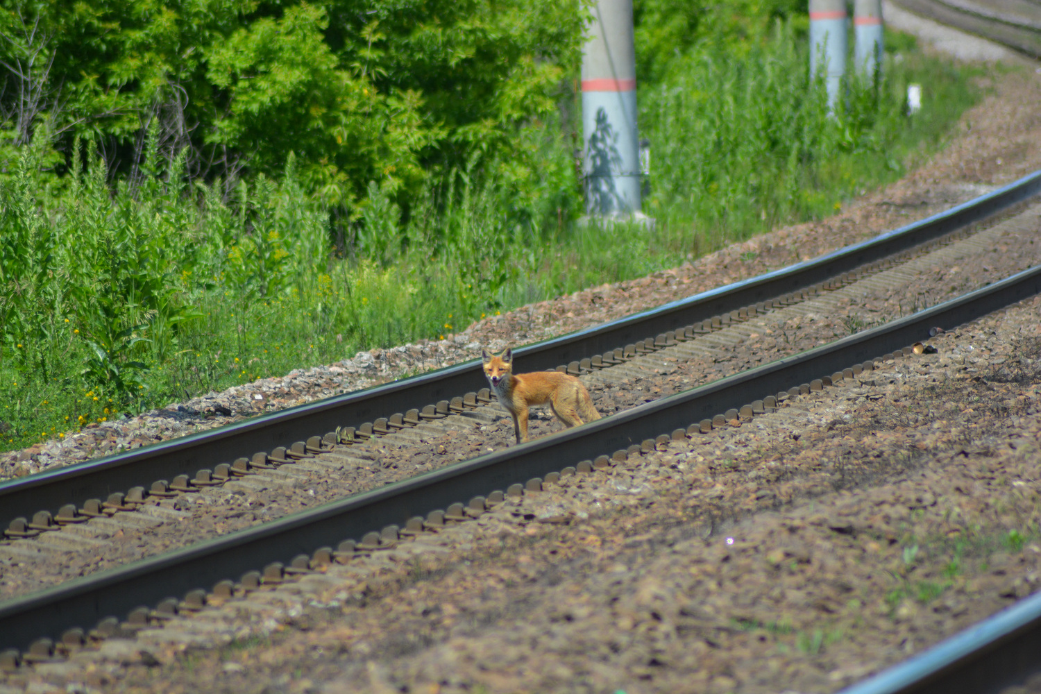 Railway Life