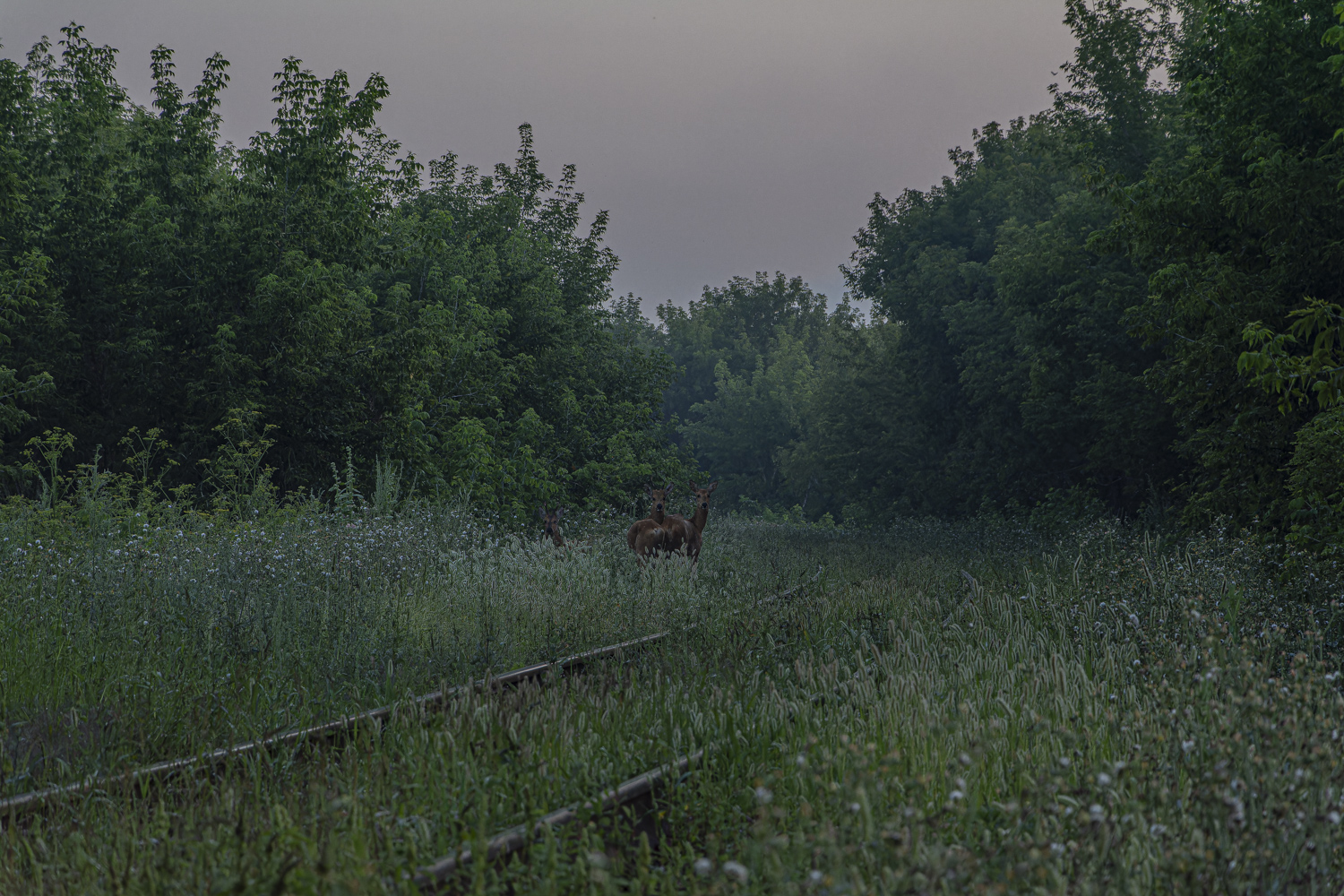 Railway Life