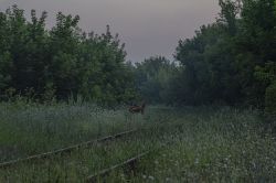 Railway Life